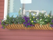 077-Lake Champlain area-pretty flowers